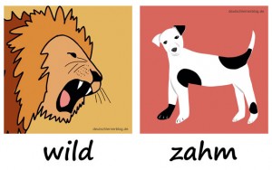wild - zahm - Adjektive - Gegensatzpaare